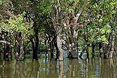 Tonle Sap - Kampong Phluk - Flooded mangrove forest